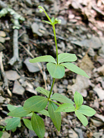 the entire plant